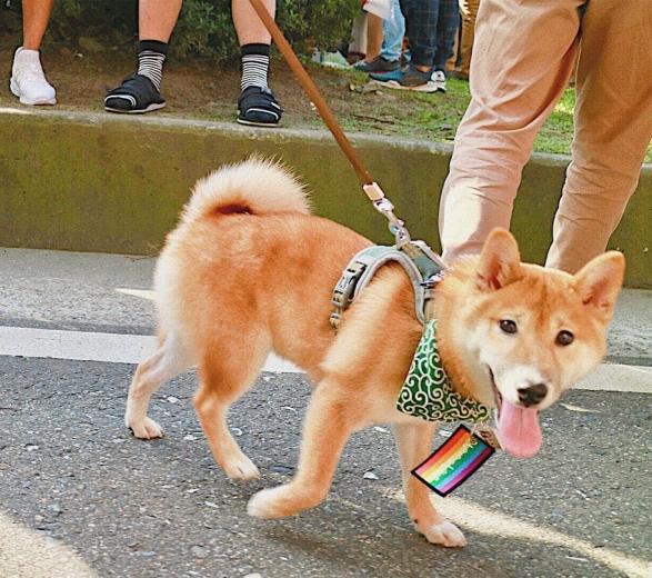 拉店家 在這帶回生活溫度及面對世界的力量台北同志友善柴犬咖啡廳 Archeon Cafe 太古宙咖啡 Lalatai 拉拉台 拉店家 在這帶回生活溫度及面對世界的力量台北同志友善柴犬咖啡廳 Archeon Cafe 太古宙咖啡 Lalatai 拉拉台